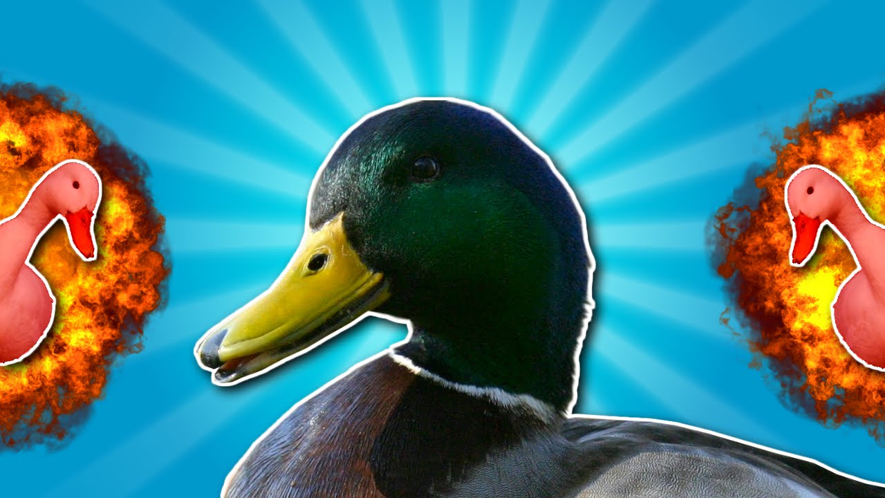 EXPLODING DUCKS!!! | Ducky Fuzz