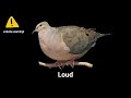 Bird Sounds TikTok Sound Variations in 60 seconds