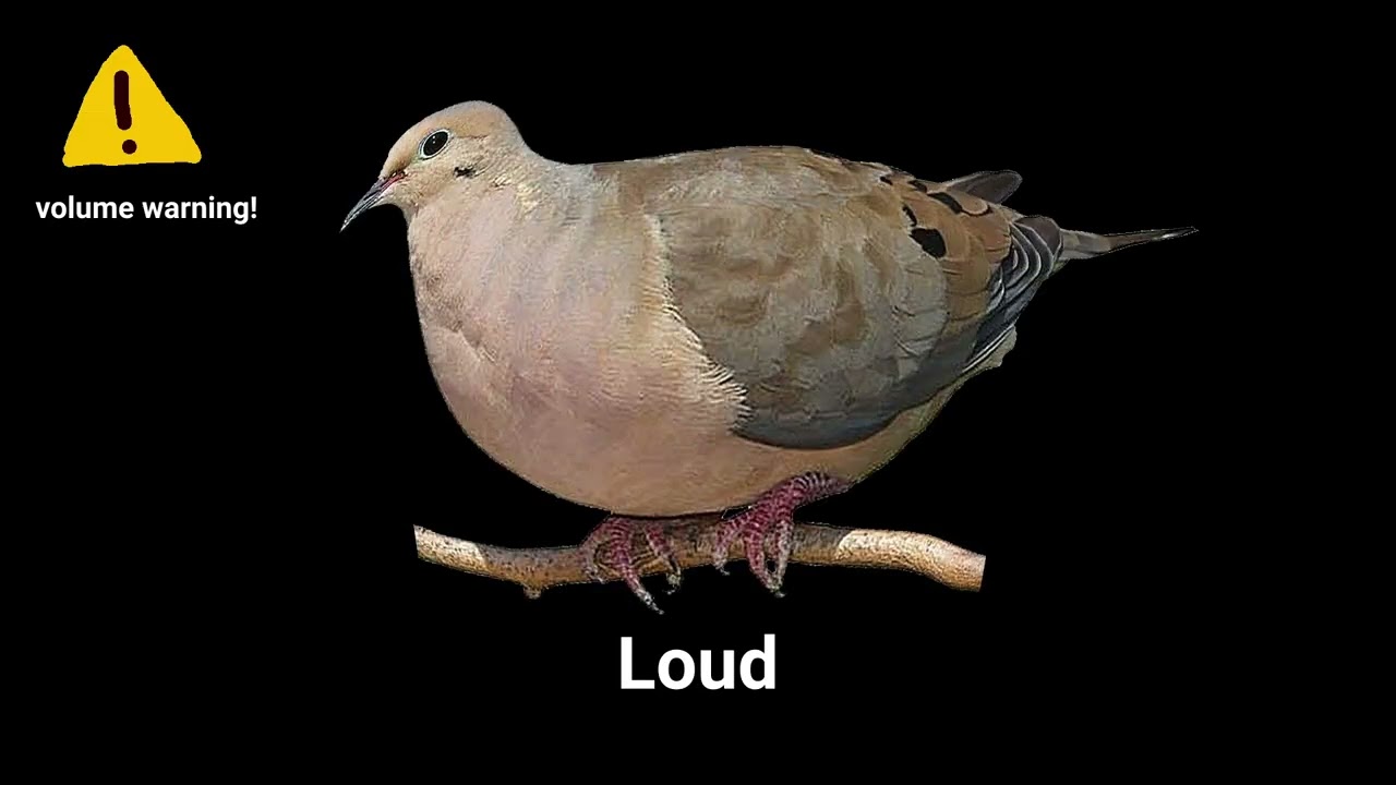 Bird Sounds TikTok Sound Variations in 60 seconds