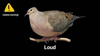 Bird Sounds Tiktok Sound Variations In 60 Seconds