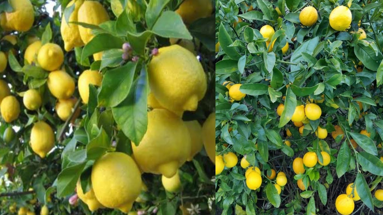 سماد قوي لشجرة الليمون طبيعي هتعمله في المنزل بسهولة استعمله صيفاً وشتاءً _ تسريع نمو شجرة الليمون