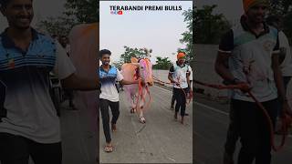 ಜಮಖಂಡಿ ಸರ್ಜಾ 🚩 #royal #terabandirace #trending #bull #cow #shorts #kannada #janapada #song #love