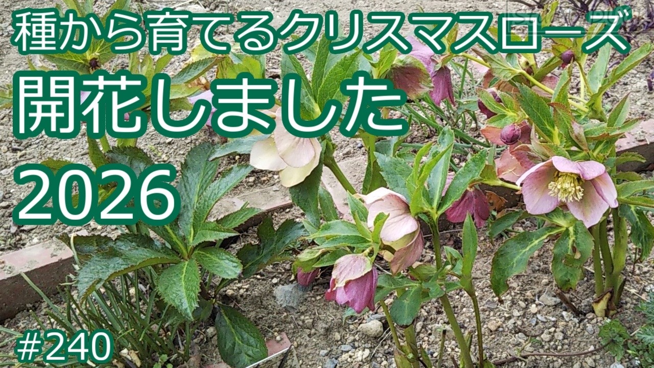 開花しました2026～種から育てるクリスマスローズ - YouTube