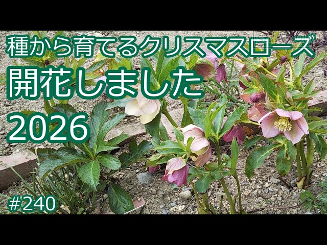 開花しました2026～種から育てるクリスマスローズ - YouTube