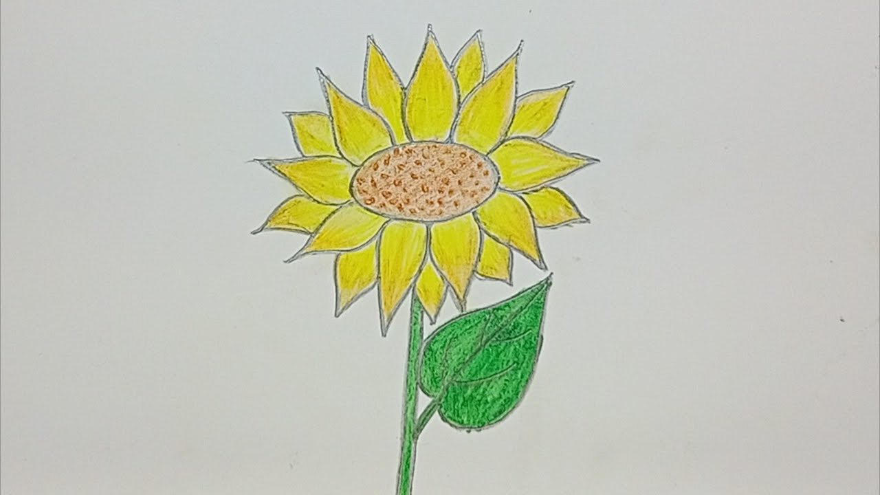 Draw a Sunflower easy Drawing YouTube