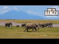 Elephant Herd At Lake Amboseli | Zebra Plains Safari