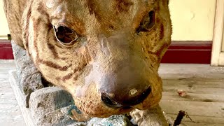 Found Taxidermy Tiger & Cavemen  in Abandoned Natural History Museum - Shanghai, China