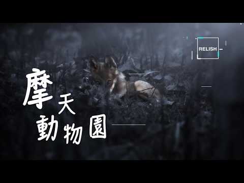 2020 華語好歌 推介| 《摩天動物園 CityZoo》- GEM 鄧紫棋 【中英歌詞 Eng Lyric】