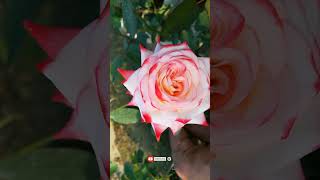 Imperatrice Farah Rose Flower Variety