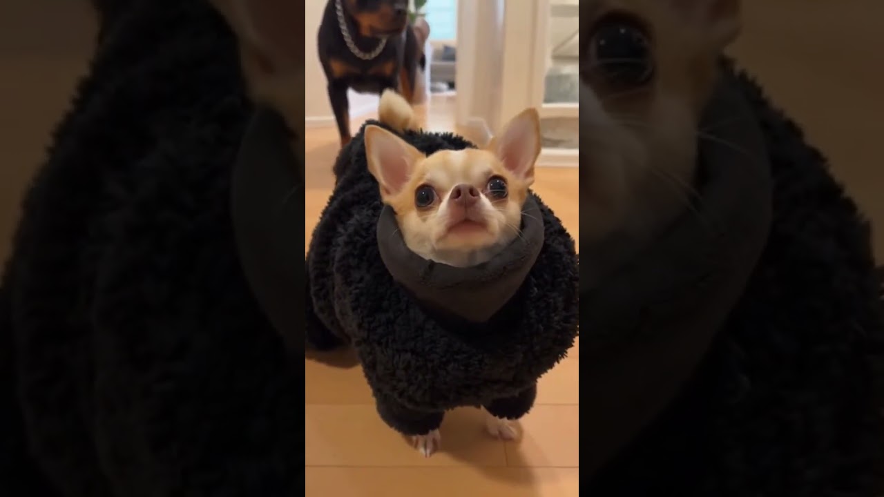 When snooze meets squeak! 🐾😂 