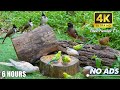 CAT TV NO ADS😻 Birds & Squirrels in 4K HDR for Your Feline Friend
