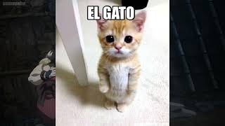 Video thumbnail of "el gato"