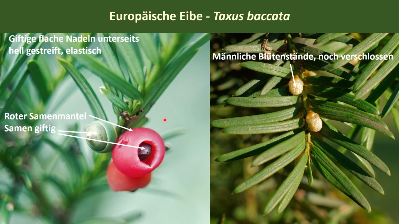 Die giftigsten Pflanzen Deutschlands