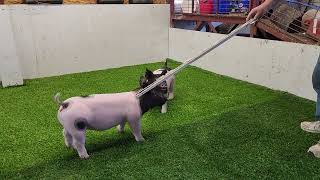 8-9 cross gilt
