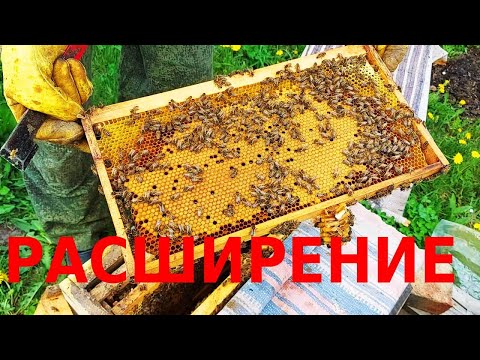Срочно магазины. Ульи