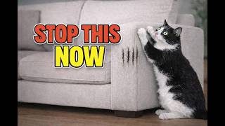 Stop These 5 Cat Behaviors Immediately