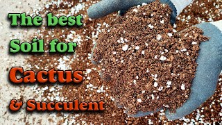 Cactus & Succulent soil mix | How to make the best Cactus & Succulent soil mix?