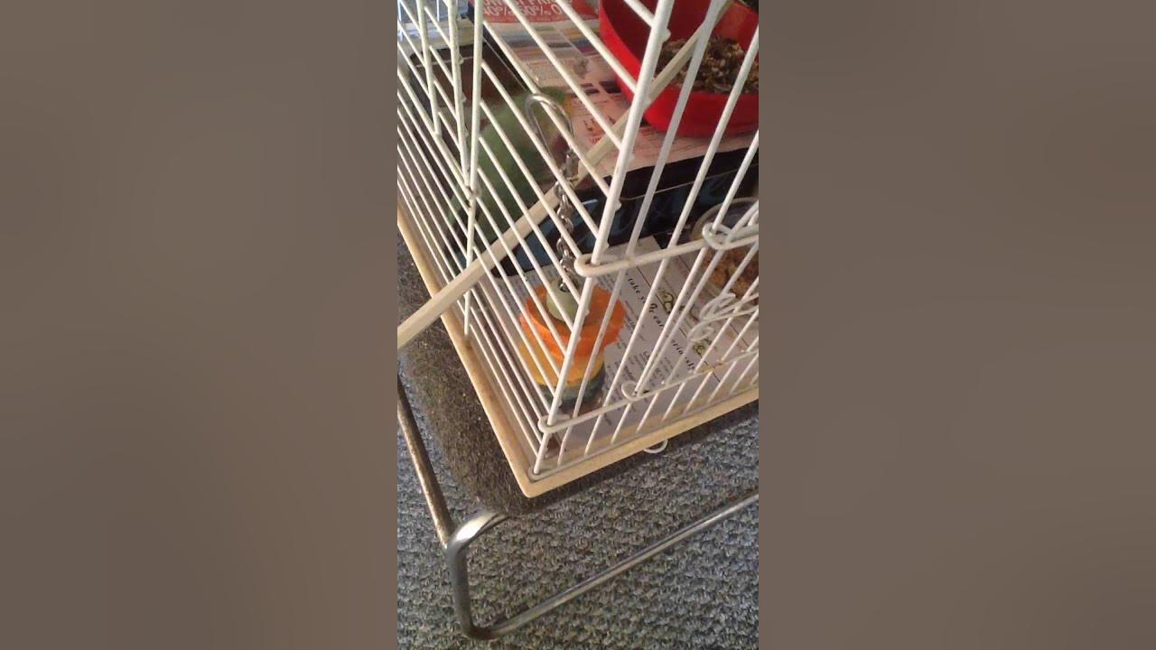 Lovebird throwing tantrum let me out😀😘 YouTube