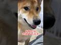 ア◯ヒ！すぅぱぁ〜！　#柴犬ボブ　#柴犬ロック