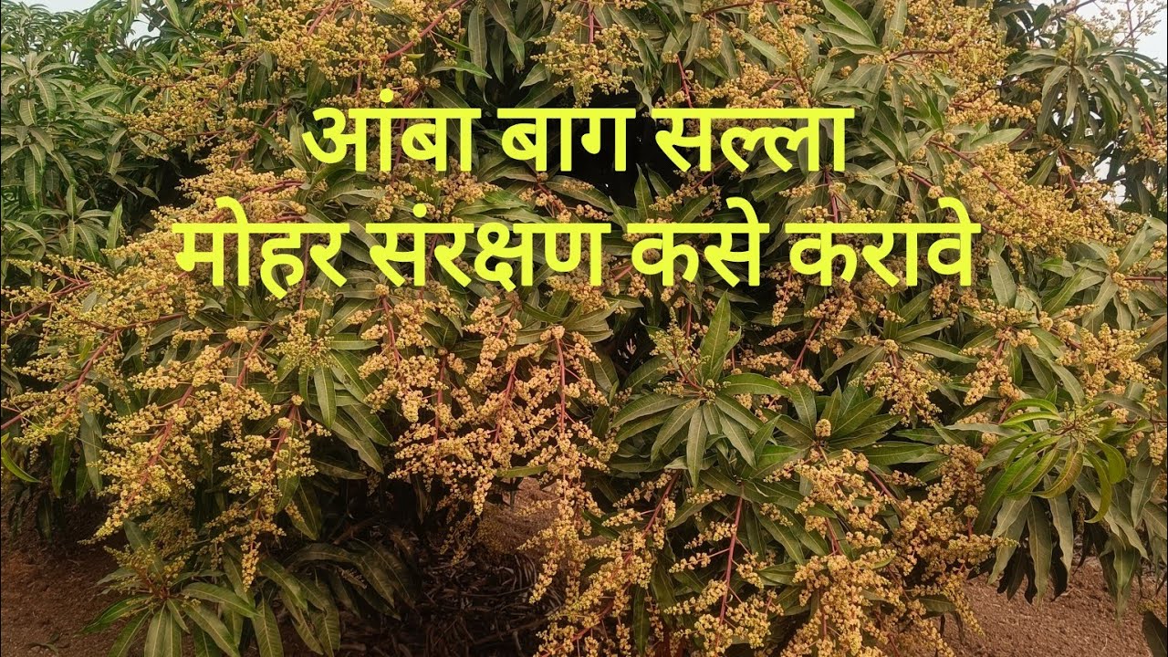 आंबा बाग सल्ला: आंबा मोहर संरक्षण/Mango blossom Management 