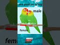 Love Birds: Male & Female Differences π¦