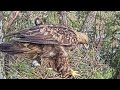 Kaljukotkas2::Golden Eagle~ Male takes over the incubation ~10:59 am 2024/04/01