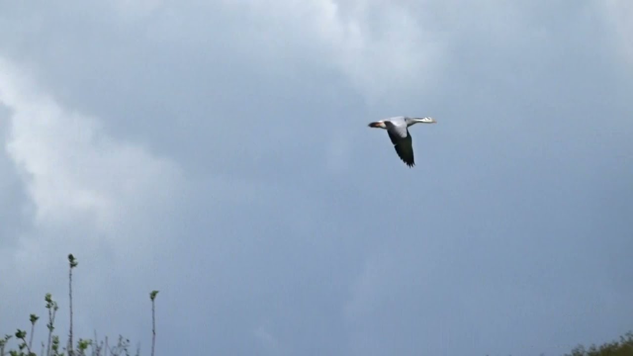 Indische gans in de vlucht in Berlaar.