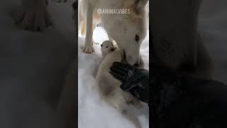 I Followed A Lonely Wolf What Happened Next Was Heartbreaking  wolf rescue shorts