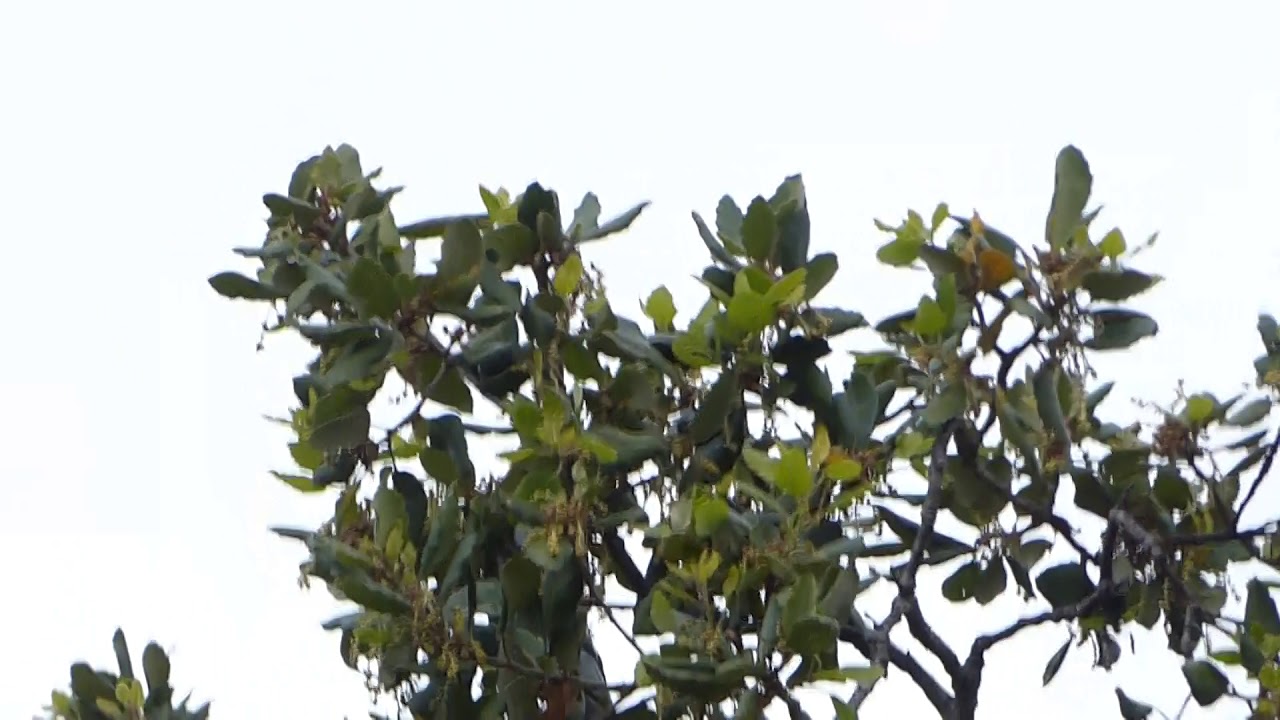 Phylloscopus humei, Olhão