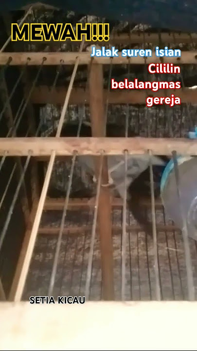 MEWAH!!! Jlak suren isian cililin, belalang mas   gereja tarung