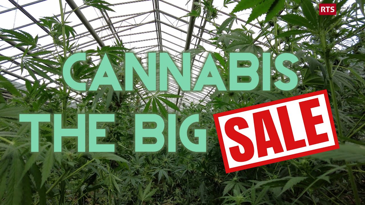 Pilot Marijuana Addiction Studies In Switzerland | Cannabis: The Big Sale