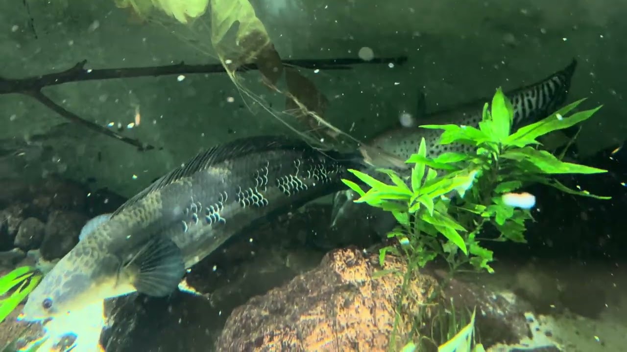 Asian inner pond, February 2026