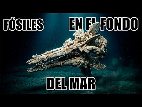 Weekly update: FOSSILS AT THE BOTTOM OF THE SEA