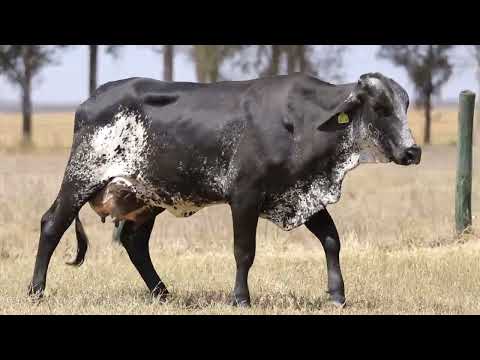 LOTE 31   PENELOPE FIV CAL   4474BR