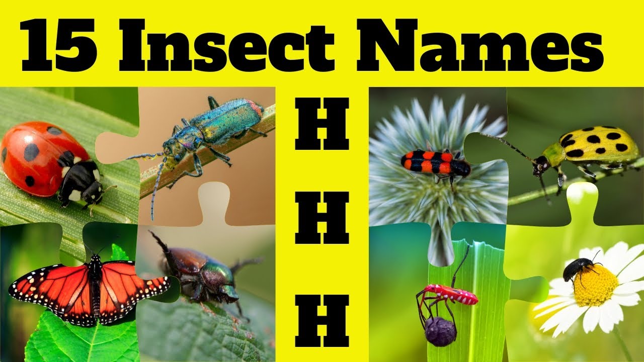 Insects and Bugs Vocabulary 🐜🐝 15 Insect Names Start with Letter H Fun & Education with