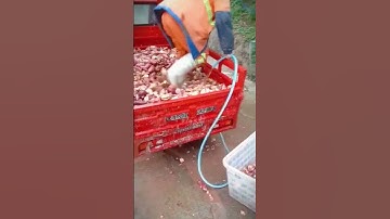 Thumbnail of processing of harvested cassava #shorts