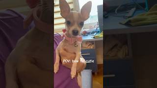 POV: bow tie cutie Sizi María 🎀