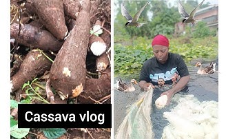 Process of harvesting cassava in Cameroon//Cassava vlog 