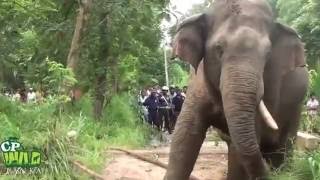 Trans locating an aggressive single tusker !