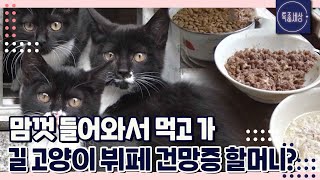 [FULL영상] '내가 혹시나 잘못되면..' 길고양이에게 닭고기, 생선, 사료 차려주는 할머니가 있다?