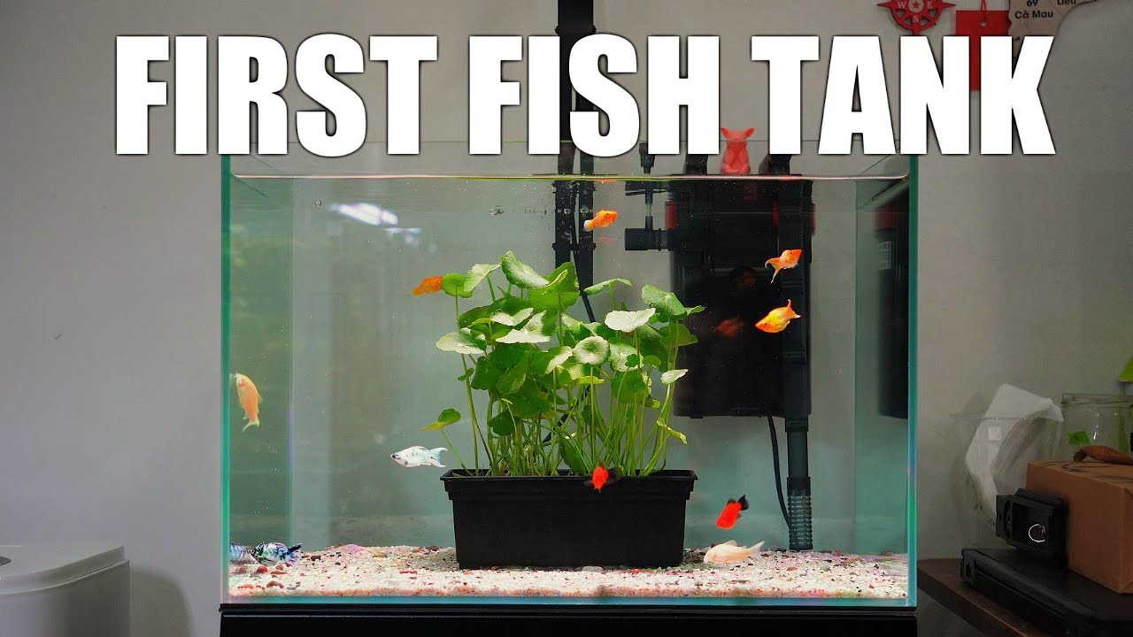 #1 Setup Fish Tank | Molly Fish | Calm Aquarium Vlog