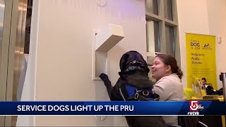 Four-legged canine companion helps flip lights on at Prudential Center