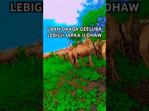 LAAN DAAQA GEELUBA LEBIGII JARKA U DHAW Gabay Heesocusub Heesosomali Somali Heeso Shorts Tix 