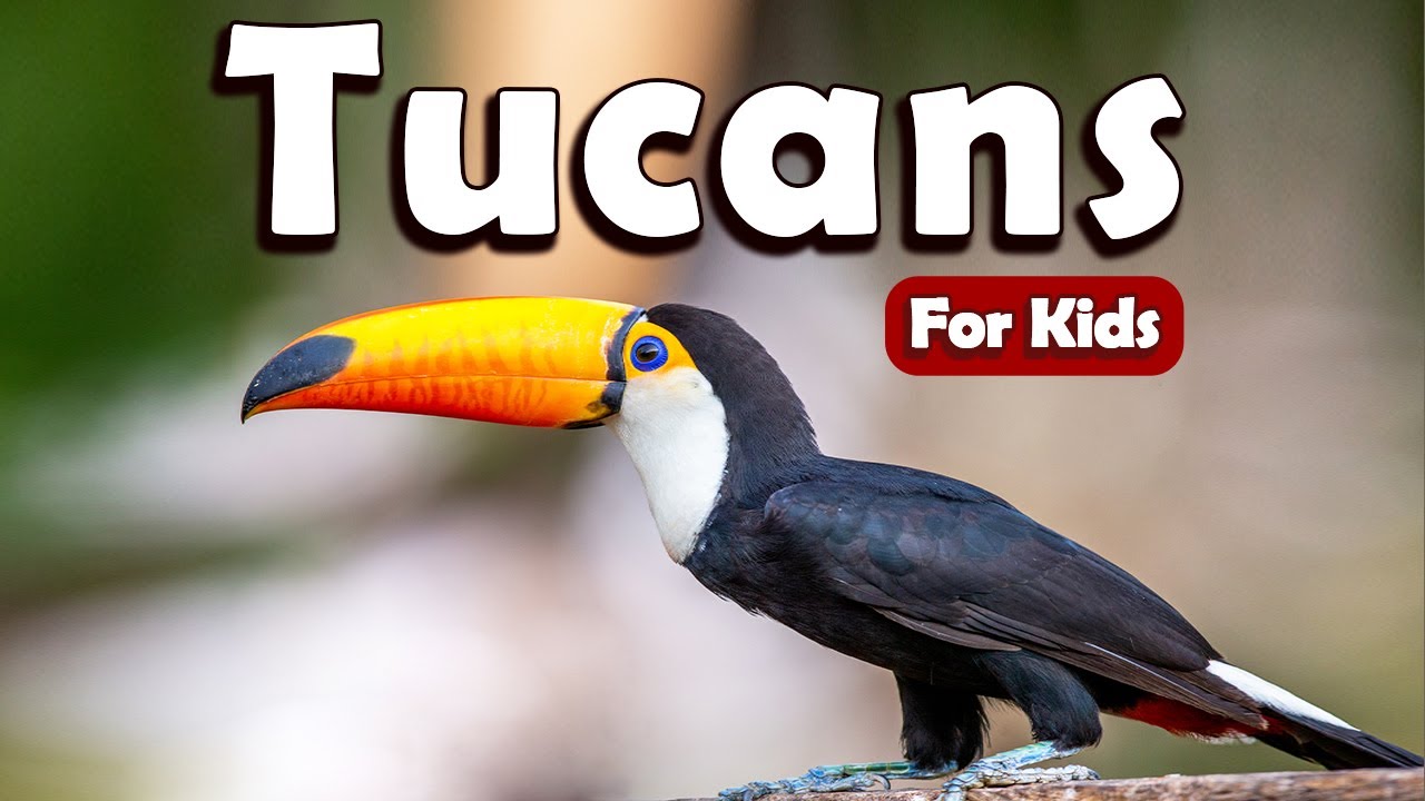 Toucans Bird for Kids | Learn About Birds for Kids | Learn about Toucan for Kids