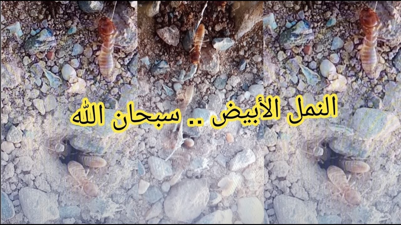 Termites eating wood أكل الخشب أو النمل الابيض YouTube