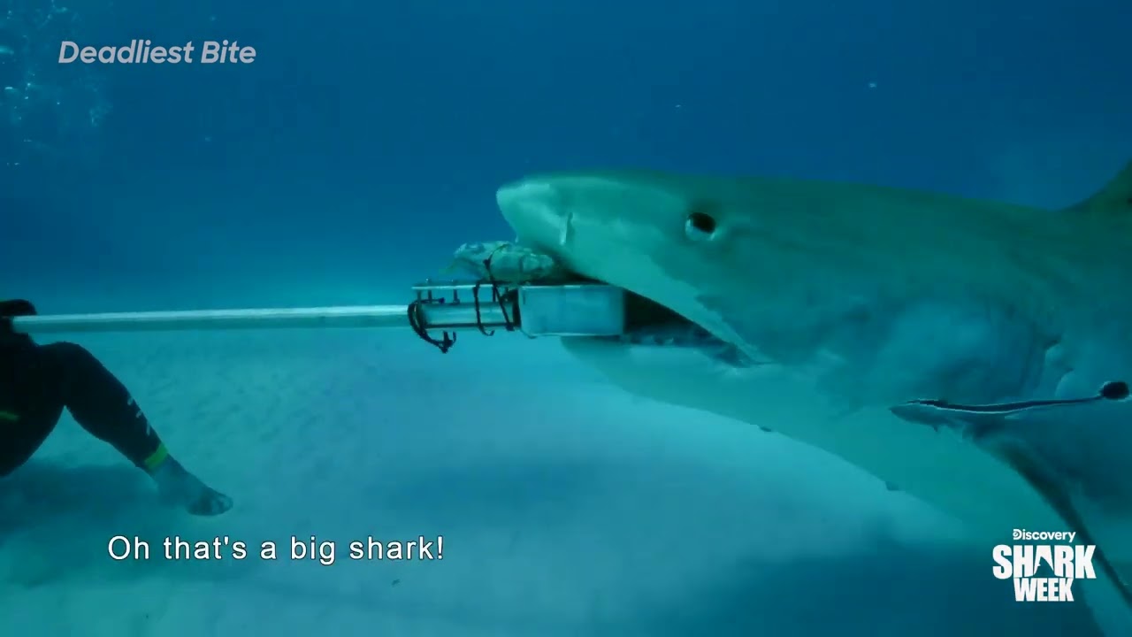 Film backdrop image for Tiger Shark Tears Equipment from Diver's Hands! (2024)