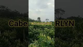 Yang masih penasaran dengan cabe rawit ORLYN #orlyn #petaniindonesia #pertanian #petanimilenial