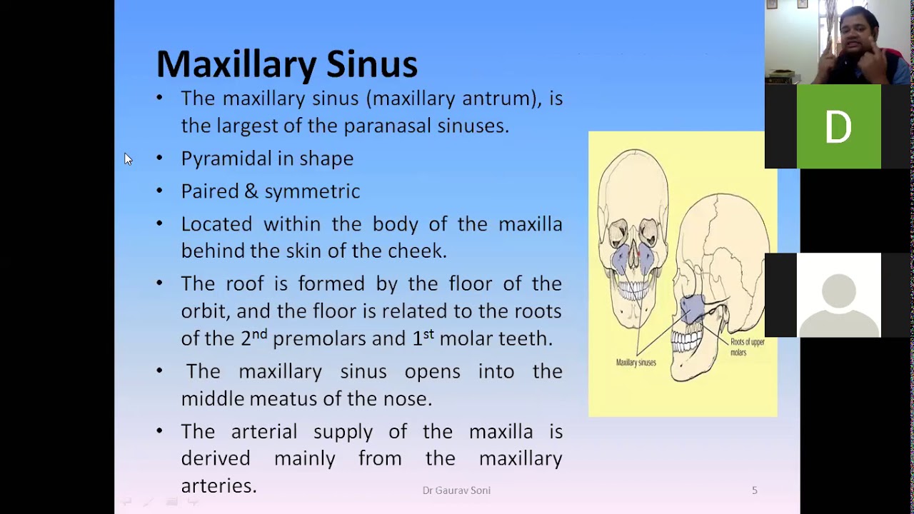 Anatomy of Para Nasal Sinus - YouTube