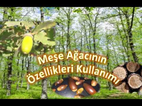 Video: Meşe ağacını nakledebilir miyim?