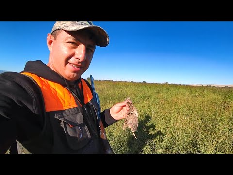 🪶ულამაზესი კადრები🐶მწყერზე ნადირობის სეზონის დახურვა Browning B25, English Setter Hunting in Georgia